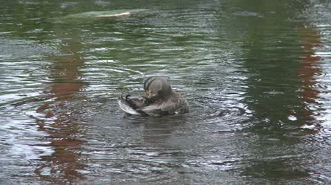 Duck cleans in rain Stock Footage 22399372