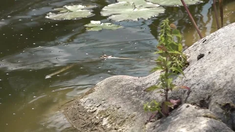 The duck climbed onto a large rock out of the water. Video stock 100065154
