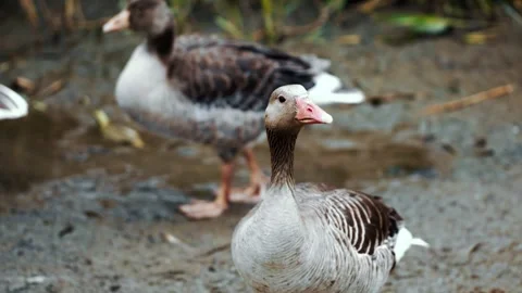 Duck close up. Bird in the forest. Stockbeeldmateriaal 260463070
