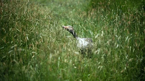 Duck close up. Bird in the forest. Mallard in slow motion. Stock Footage 260462961