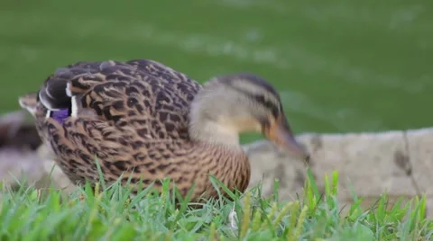 Duck Close Up Eating Stock-Footage 41439082