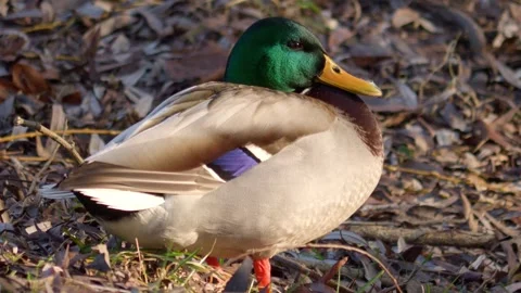 Duck close up. Feathered. River Mallard. Wild birds close up. Bird search food Stock Footage 305281633