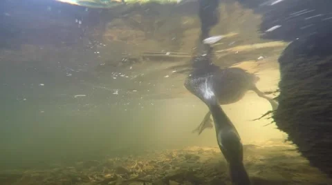 Duck close up feeding off river bottom Video stock 65100939