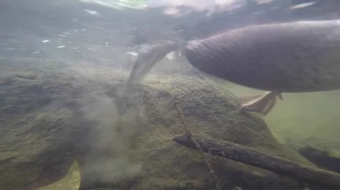 Duck close up feeding off of rock under water Stock Footage 65101406