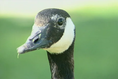 Duck Close Up Stock Footage