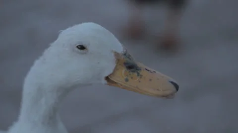Duck close up Stock Footage 26865064