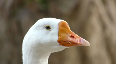 Duck Close- up 動画素材 35733443