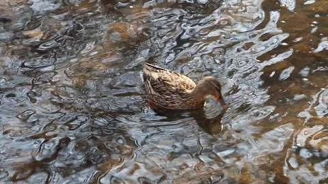 Duck Close up Video stock 87356504