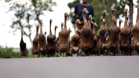 Duck close up Stock Footage 122115970