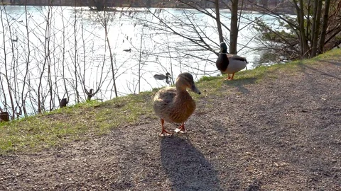Duck close up on the lake 库存影片 105873035