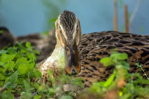 Duck in close up Stock Photos