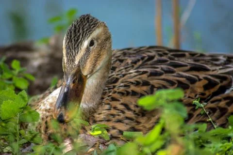 Duck in close up Stock Photos