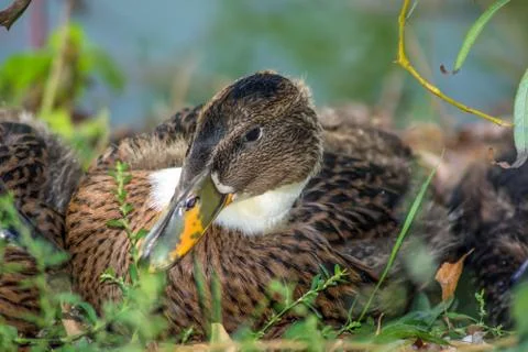 Duck in close up Stock Photos