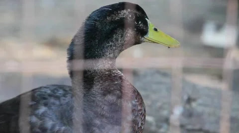 Duck up close quacking Stock Footage 49733136
