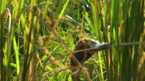 Duck close-up in rice fields. Stock Footage 113612727