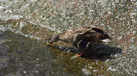 Duck closeup on Dam 스톡 동영상 52787573