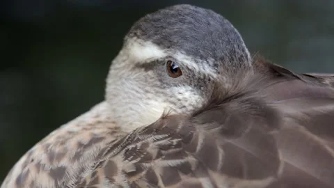 Duck closeup Stock Footage 236689149