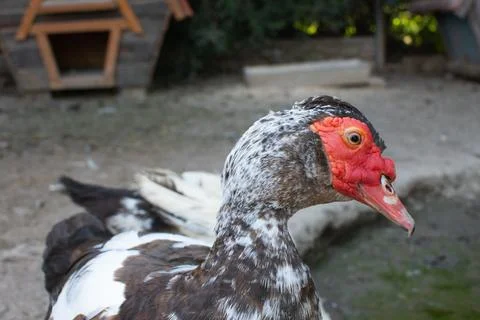 Duck closeup side view, red muzzle Stock Photos