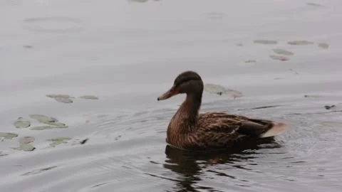 Duck in cloudy weather in a pond flaps its wings Stock-Footage 162027193