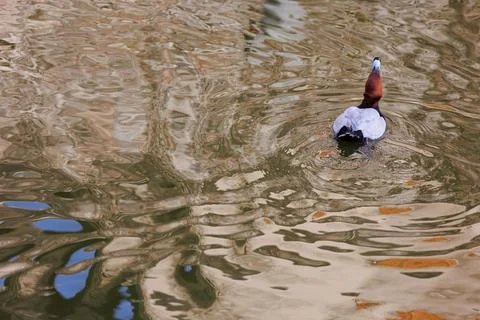 Duck on colored water drinking 写真素材