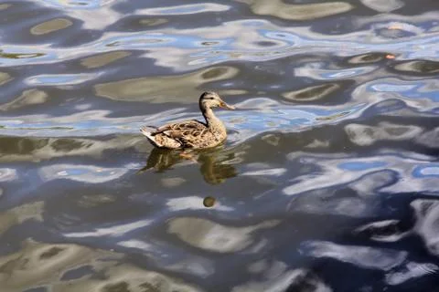 Duck on the colored waves of the summer river Stock Photos