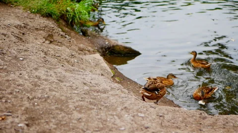 Duck comes ashore to eat bread, but the pigeons scared her. Stock Footage 115507429