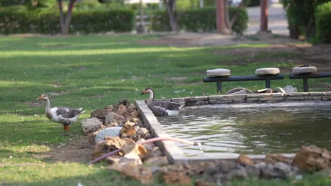 Duck coming out from a small pond and then walking Stock Footage 246983541