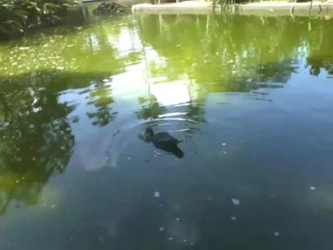 Duck cools off in the lake of the park while swimming around Stock Footage 163680810