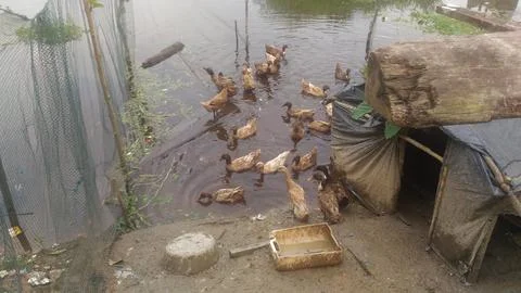 At the duck coop Foto stock