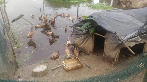 At the duck coop Foto stock