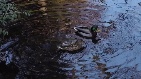 A duck couple and their reflections cajoling in the shadows on the winter pond. Stock Footage 84594653