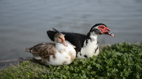 Duck couple Stock Footage 22636974