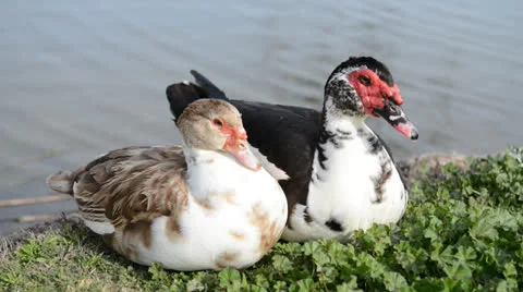 Duck couple Stock Footage 22636987