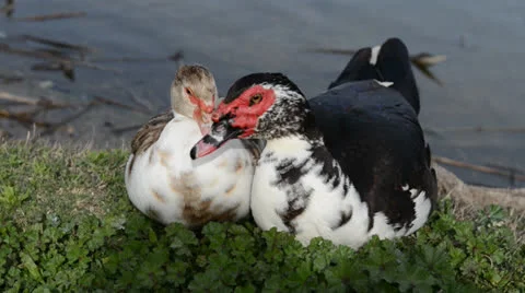 Duck couple Stock Footage 22637013