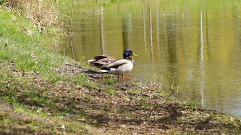 Duck couple on the lake Stock Footage 154660295