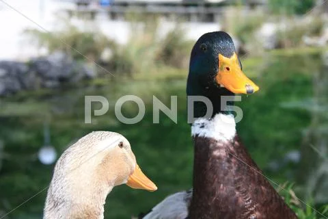 Duck couple Stock Photos