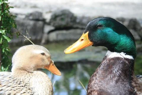 Duck couple Stock Photos