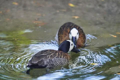 Duck couple Stock Photos