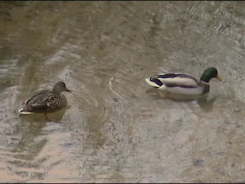 Duck couple in a pond Stock-Footage 133804267