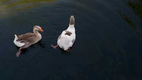 Duck couple swimming Stock Footage 154436712