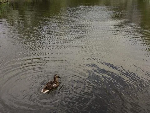 Duck creates ripples Stock Photos