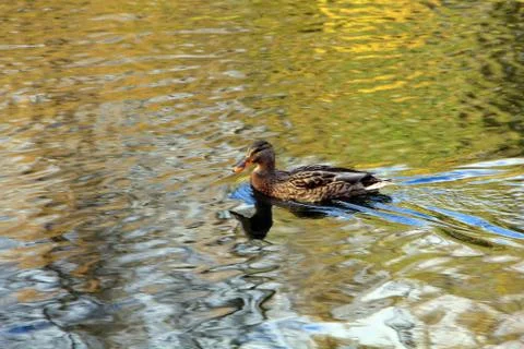 Duck creating blue waves Stock Photos