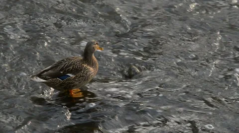 Duck in the creek Stock Footage 36874849