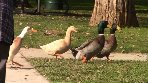 Duck crossing Stock Footage