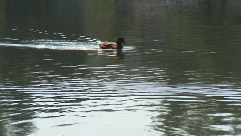 Duck crossing lake fast Stock Footage 73696889
