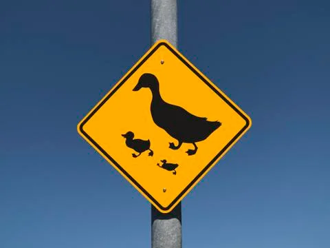 Duck crossing Stock Photos