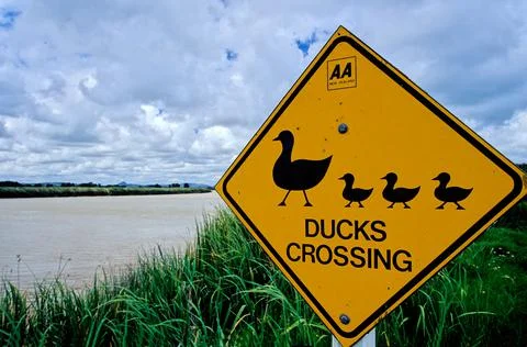 Duck crossing Stock Photos