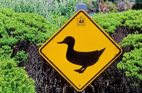 Duck crossing Foto stock