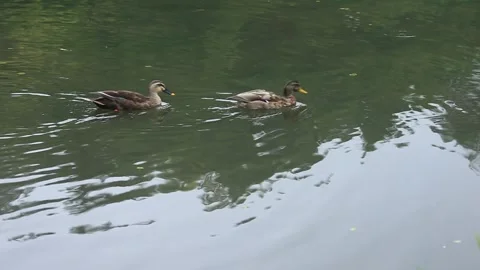 A Duck Crossing the Screen Vídeo Stock 332549295