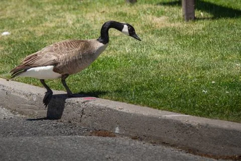 Duck on the Curb Foto stock